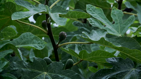 an extreme close up shot of a fig tree and its fruit during a heavy rainfall