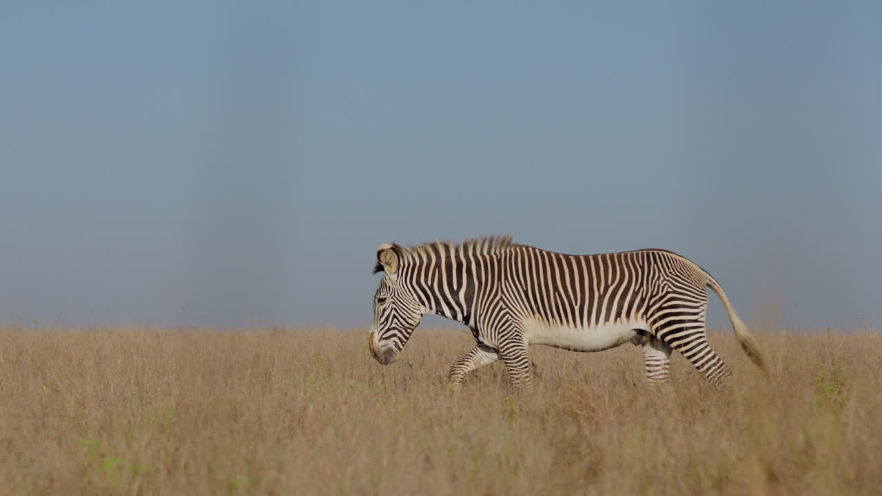 Zebra delle pianure maschio che cammina nella savana nel pomeriggio