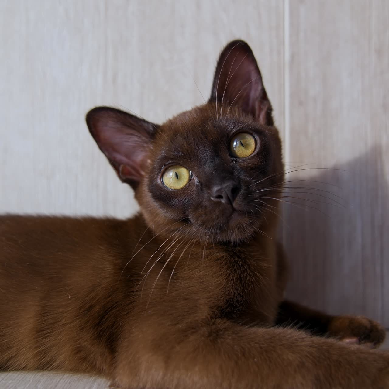 Gattino Burmese giocoso sul pavimento. Gatto con splendidi occhi gialli. Simpatico animale domestico in casa. Dolce animale domestico. Video di lato.