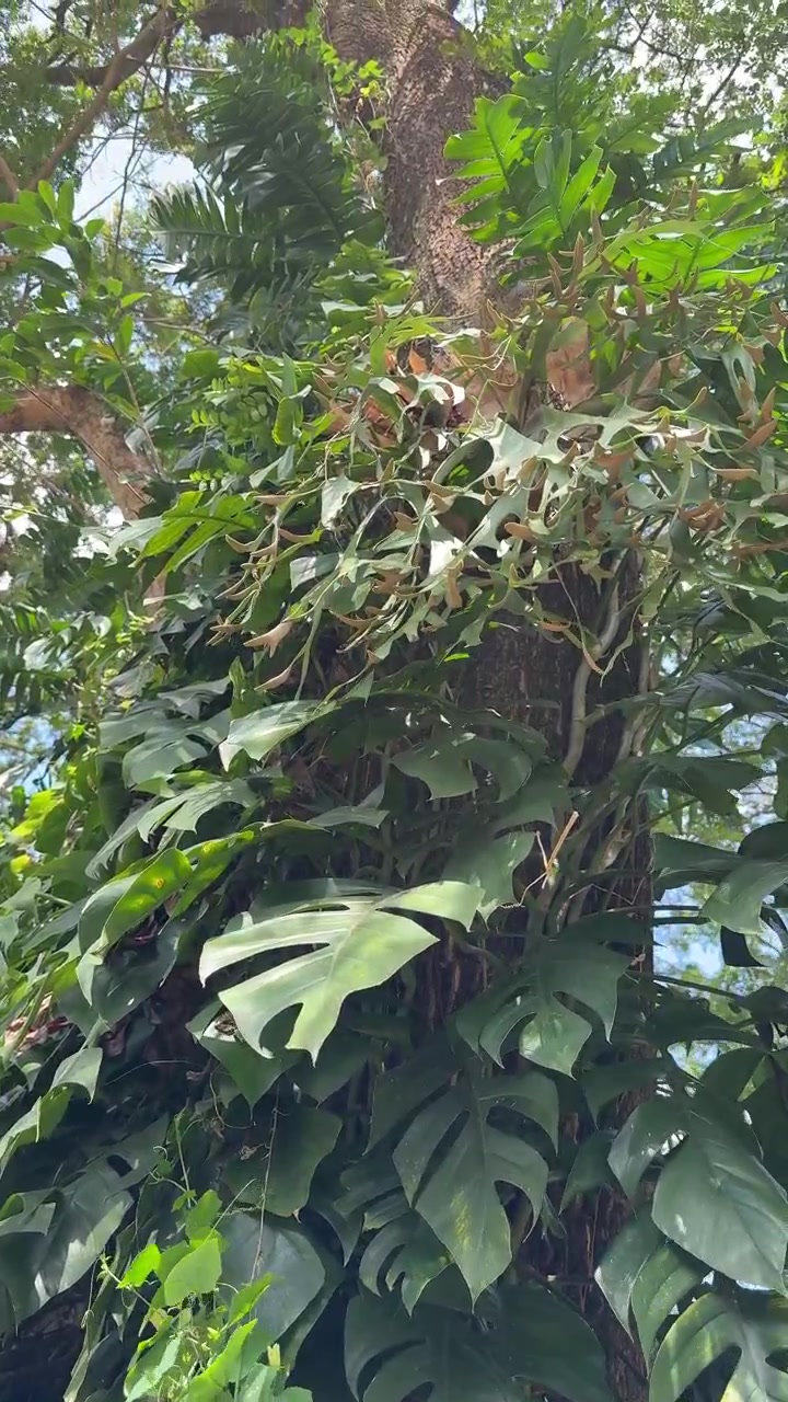 Monstera Deliciosa rampicante su un tronco di albero tropicale