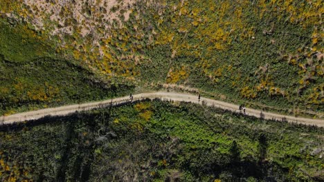 Aerial-birds-eye-view-of-a-group-of-people-walking-trough-a-nature-path-surrounded-by-eucalyptus-trees-and-green-vegetation-on-a-sunny-day