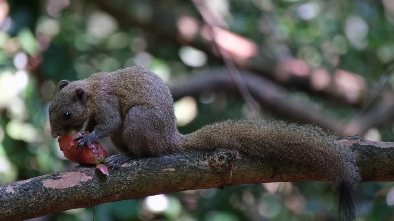 visto comiendo una fruta mirando hacia la izquierda y luego se va, ardilla de vientre gris callosciurus caniceps, parque nacional kaeng krachan, tailandia