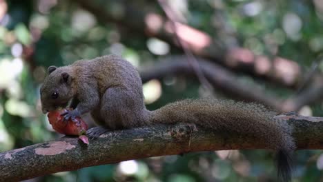 Seen-eating-a-fruit-facing-to-the-left-then-goes-away,-Grey-bellied-Squirrel-Callosciurus-caniceps,-Kaeng-Krachan-National-Park,-Thailand