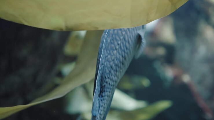 A blacksmith damselfish swimming lazily in an aquarium