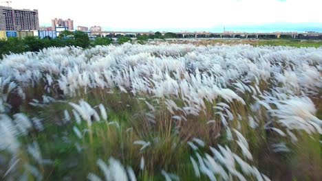 Vista-Aérea-De-La-Flor-Blanca-Saccharum-Spontaneum-Balanceándose-En-El-Viento-En-El-Campo-De-Otoño