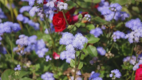 Blumen-In-Der-Sonne-Am-Hochzeitsort