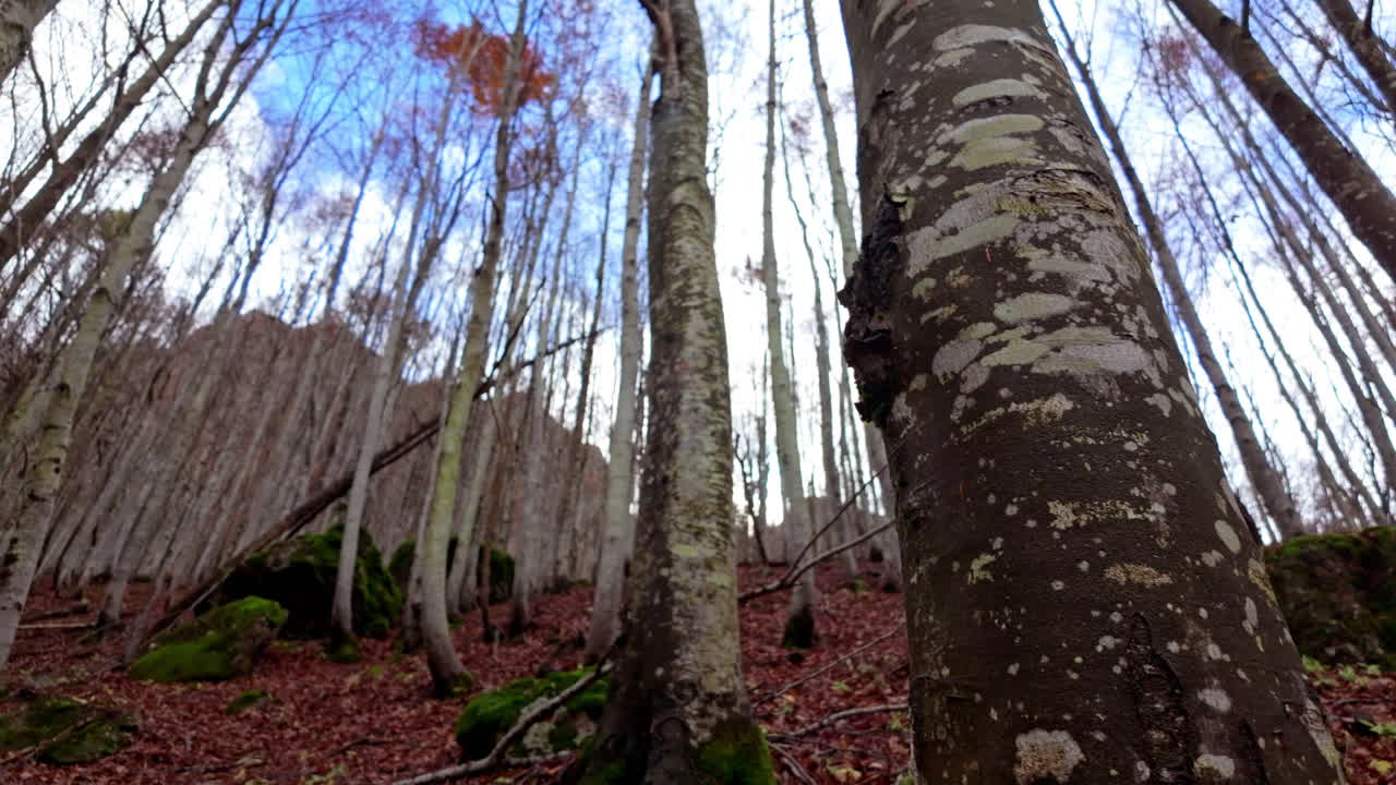 Tranquil forest with tall bare trees and fallen autumn leaves, serene mood