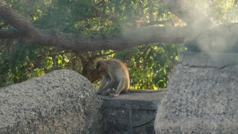el mono está sentado cerca de una gran roca con humo en un parque nacional de mumbai, india