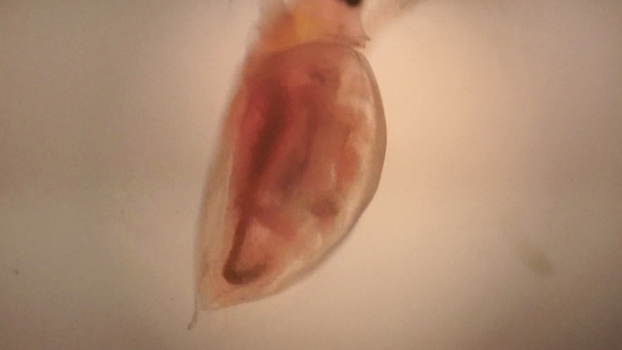 Vista microscopica di Daphnia, un piccolo crostaceo