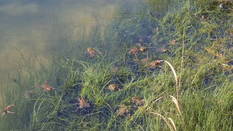 pond is filled with frogs during mating season