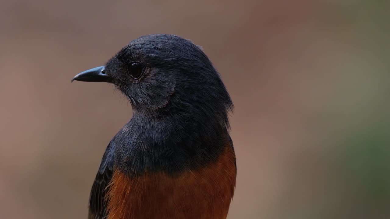 mirando hacia la izquierda y girando la cabeza hacia la derecha mirando a su alrededor, shama copsychus malabaricus, tailandia
