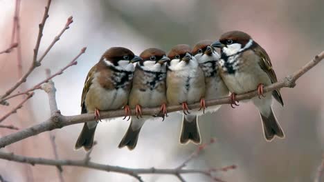 five sparrows sitting together on a branch