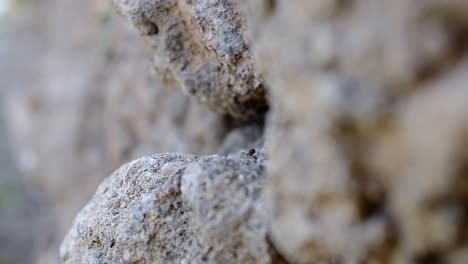 Black-ants-crawling-on-rock-in-wilderness,-shallow-depth-of-field,-macro-shot