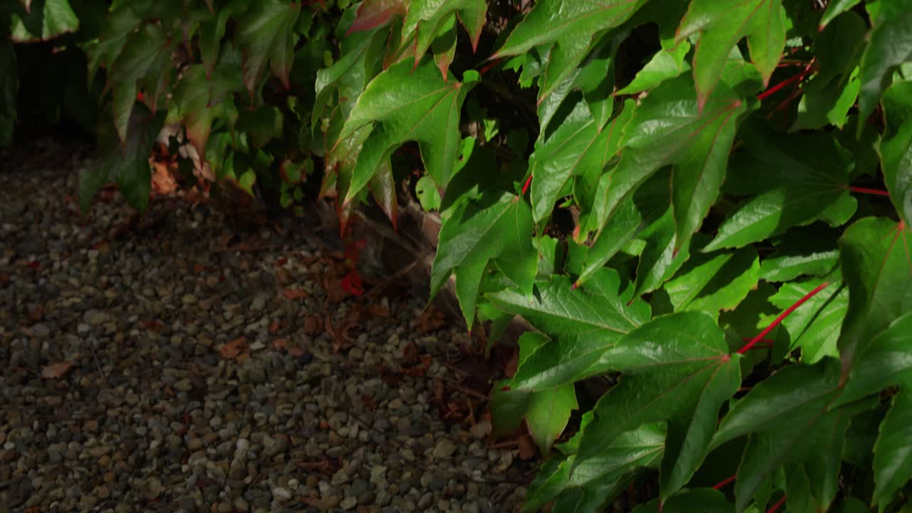 Sunshine on green ivy on farmhouse in Yorkshire, calm and serene setting