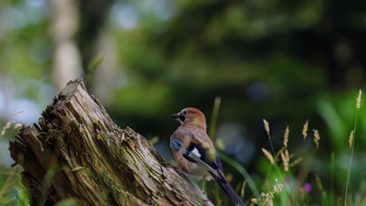 Una ghiandaia eurasiatica selvatica si vede nella foresta della regione del Gorski Kotar in Croazia, circondata dal suo habitat naturale boschivo - primo piano