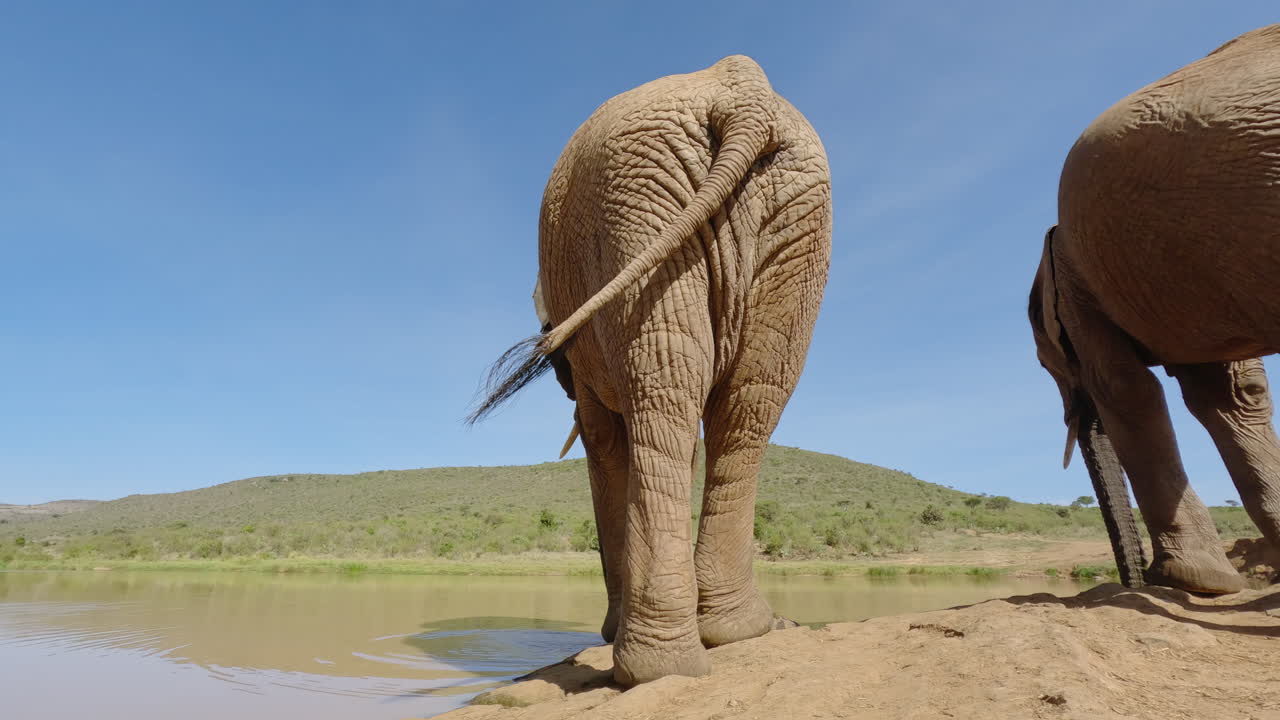Et par afrikanske savanneelefanter drikker.