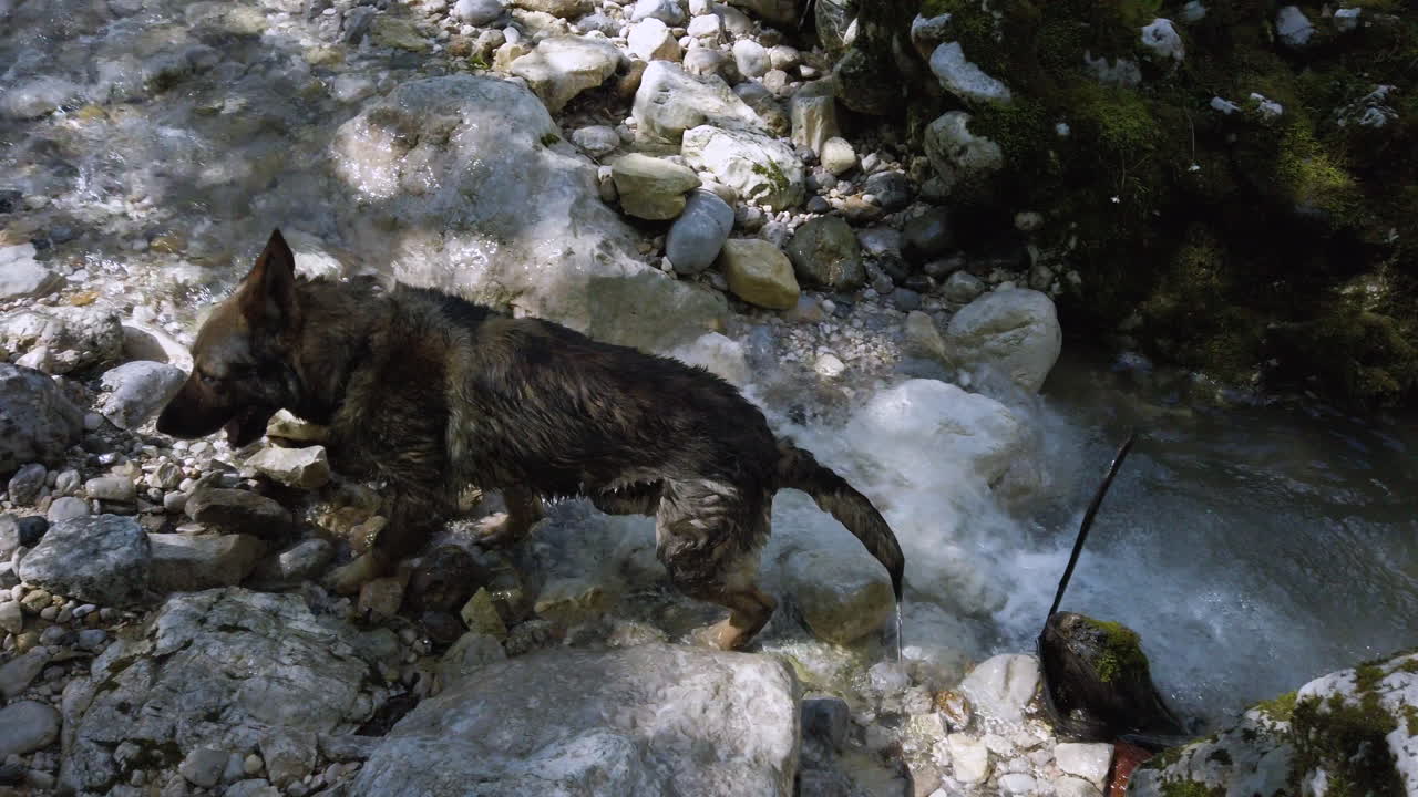 German shepherd dog getting out of the river – gimbal shot