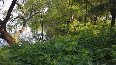 Follaje-Exuberante-Que-Crece-En-La-Orilla-Del-Lago-Vaitarna-En-Maharashtra,-India