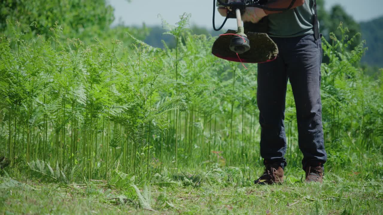 Worker activating a manual mower to mow ferns in the field