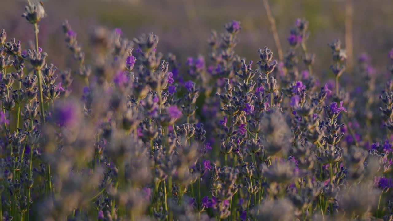 Primo piano di lavanda nella calda luce del tramonto, vento che muove delicatamente i fiori, sole sullo sfondo e campo a fuoco morbido per una bellezza agricola da sogno.