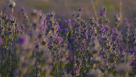 close-up of lavender in warm sunset light, wind gently moving flowers, sun in the background and field in soft focus for dreamy agricultural beauty