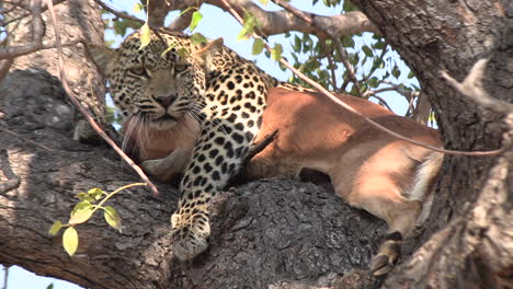 un leopardo yace gruñendo en un árbol con su presa