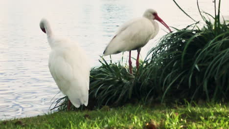 a couple crane is at the lake