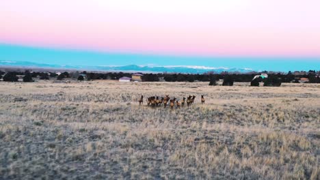 Manada-De-Alces-Pastando-En-El-Valle-De-La-Montaña-Durante-El-Disparo-Del-Dron-Del-Amanecer-4k