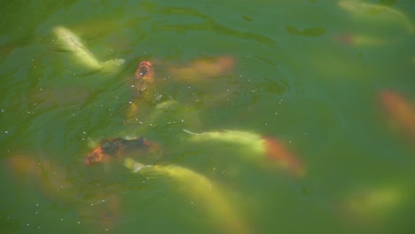 Koi-carp-swimming-in-green-murky-water-at-Kek-Lok-Si-temple,-close-up