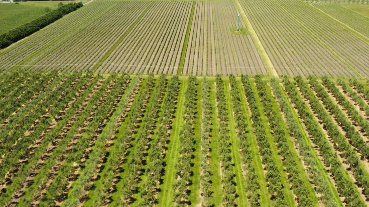 antena de drones de vides de viñedo en filas