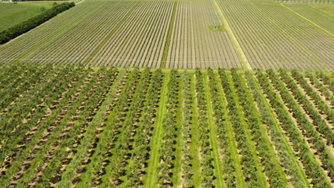 Drone-aerial-of-vineyard-vines-in-rows