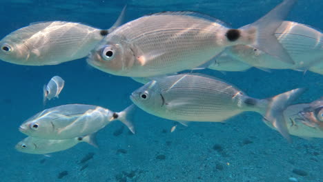 sea fish in clear water