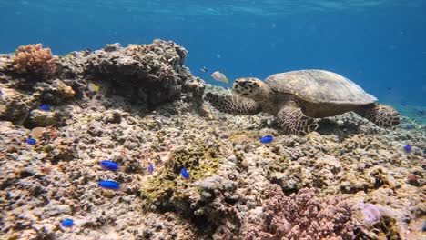 Schildkröte-Unter-Wasser-Im-Komodo-Insel-Nationalpark-In-Indonesien