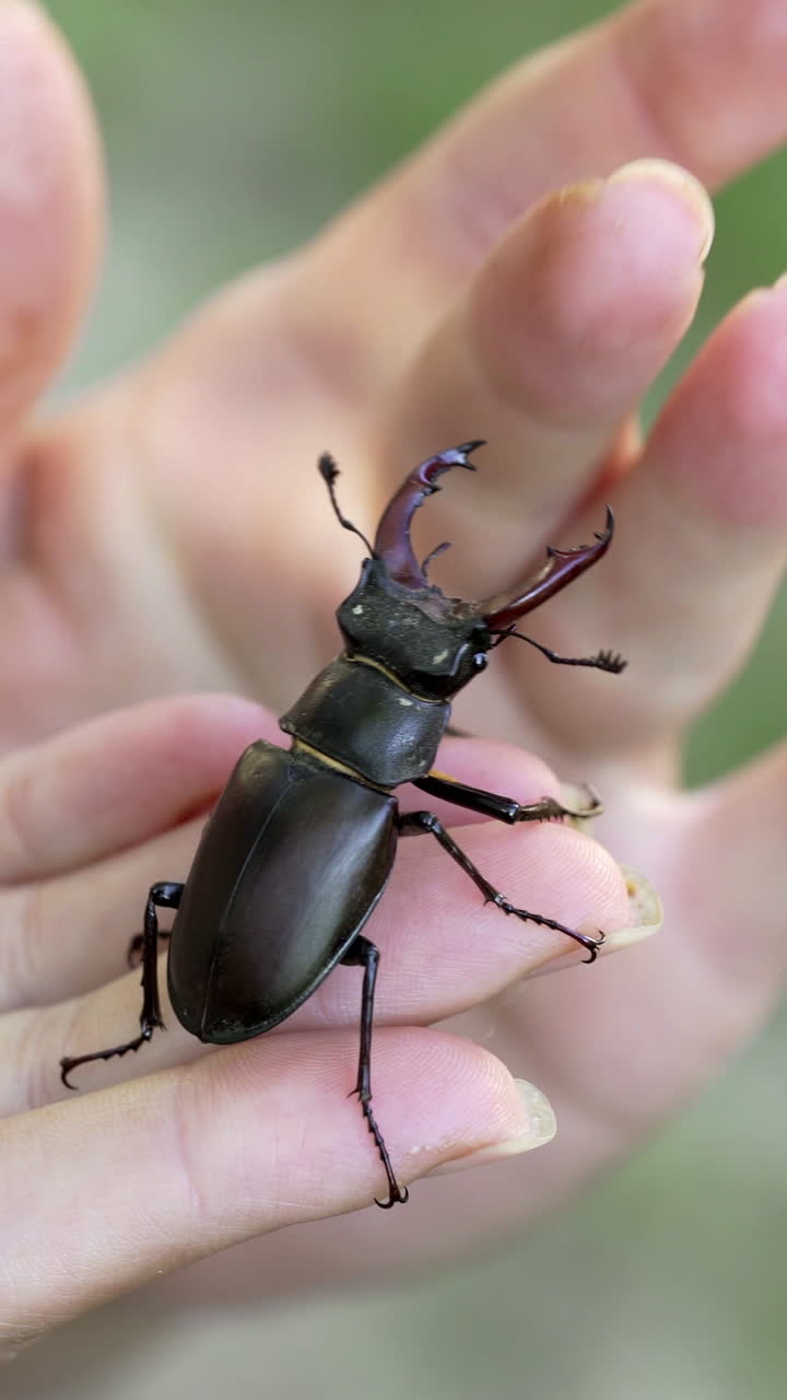 Stag Beetle (Lucanus cervus). Male stag beetle. The beetle is crawling along the human hand. Vertical video