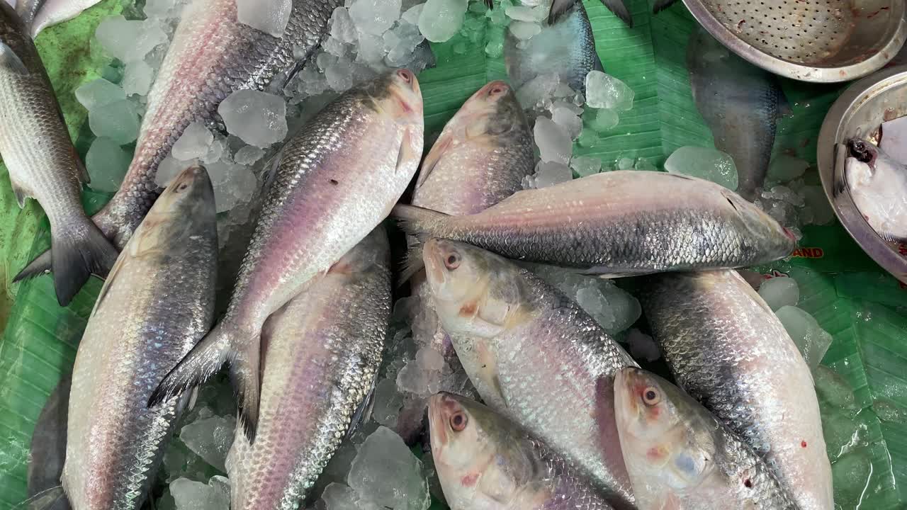video aéreo de 4k de ilish o hilsa que se vende en el mercado de pescado en kolkata