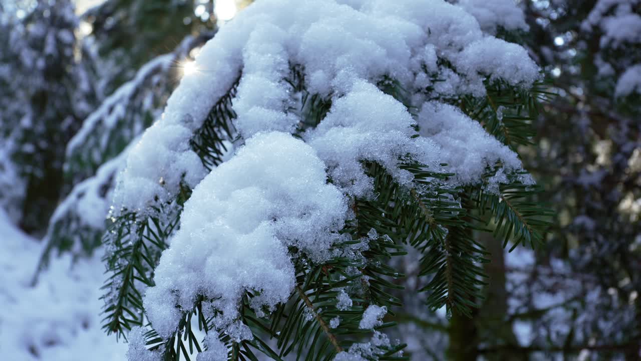 vista de cerca de la rama de un árbol alpino cubierto de nieve en el paisaje invernal del bosque de francia