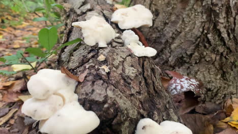 close up of white fungus on a tree