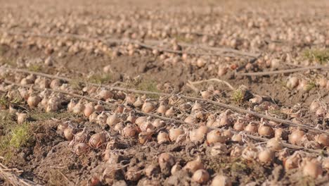 harvesting onions. a large field full of onions. harvesting concept