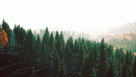 hillside with coniferous forest among the fog on a meadow in mountains