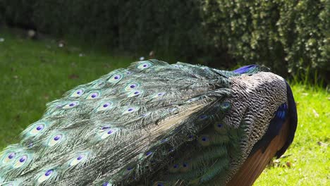 beautiful peacock preening feather on lawn