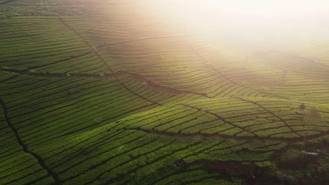 toma cinematográfica de la plantación de té verde con la luz del sol viniendo de la esquina