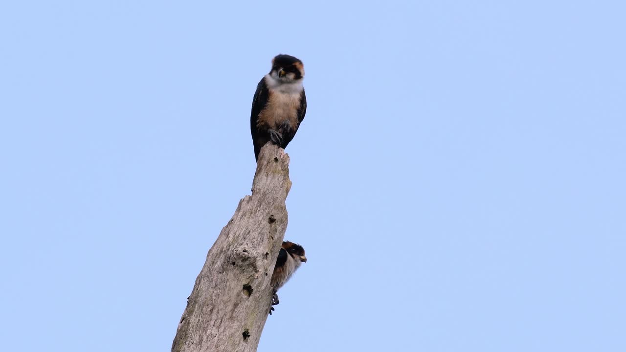 검은 허벅지 매는 아시아 일부 국가의 숲에서 발견되는 가장 작은 맹금류 중 하나입니다.