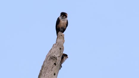 el falconet de muslo negro es una de las aves rapaces más pequeñas que se encuentran en los bosques de algunos países de asia
