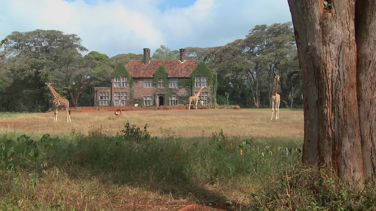 케냐의 옛 저택 밖을 돌아다니는 기린 22