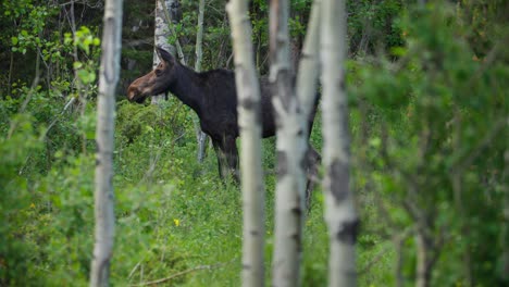 Un-Alce-Salvaje-Alimentándose-En-El-Bosque-En-Gordon-Gulch,-Colorado,-Ee.uu.