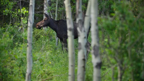 a wild moose feeding in the forest at gordon gulch, colorado, usa