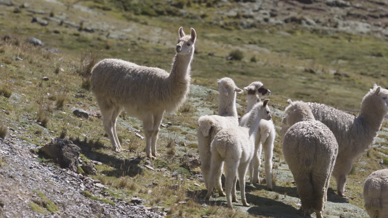 un grupo de alpacas y llamas salvajes en los andes peruanos