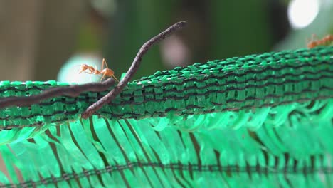 grandes hormigas tejedoras rojas explorando una red de plástico verde