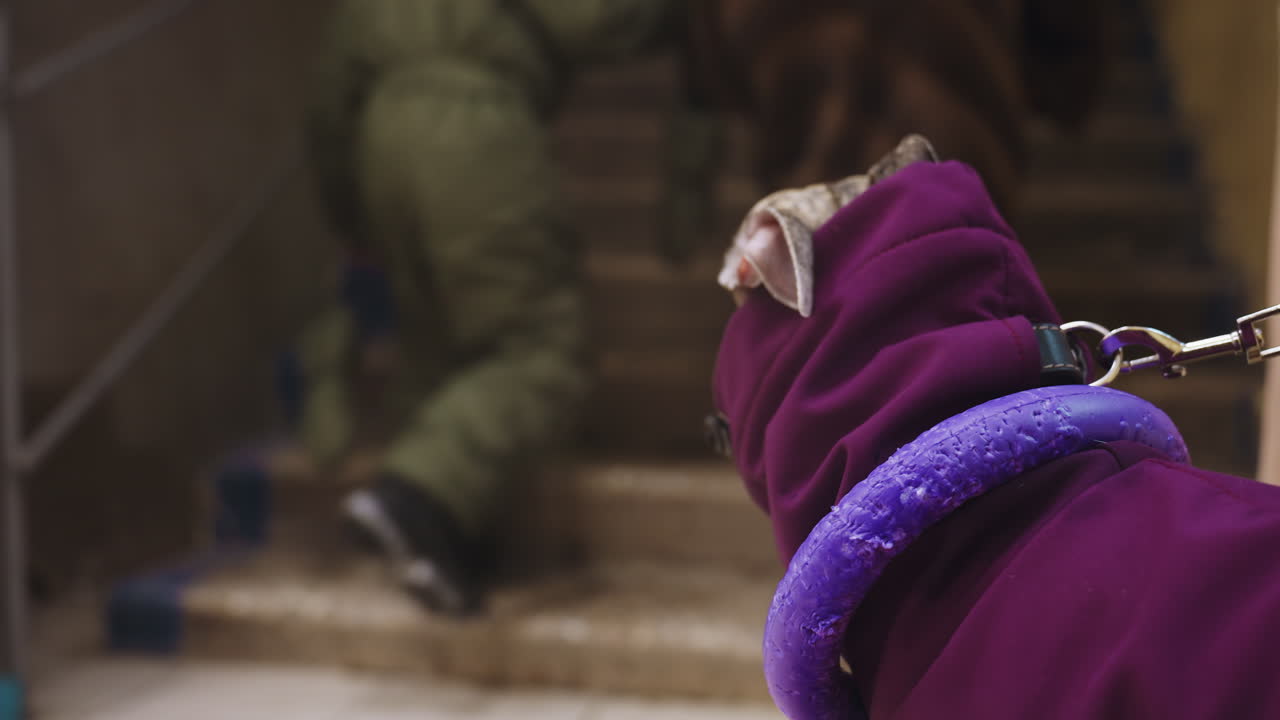 Close-up of whippet in purple jacket with intense gaze, wearing purple toy around neck, attached to red leash, standing indoors near stairs, capturing moment of alertness and urban pet style