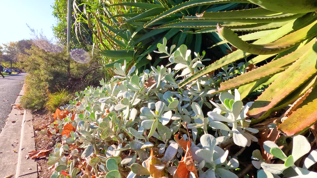 빛 이 내리는 야외 정원 에서 번성 하는 울창 한 토스 와 수풀